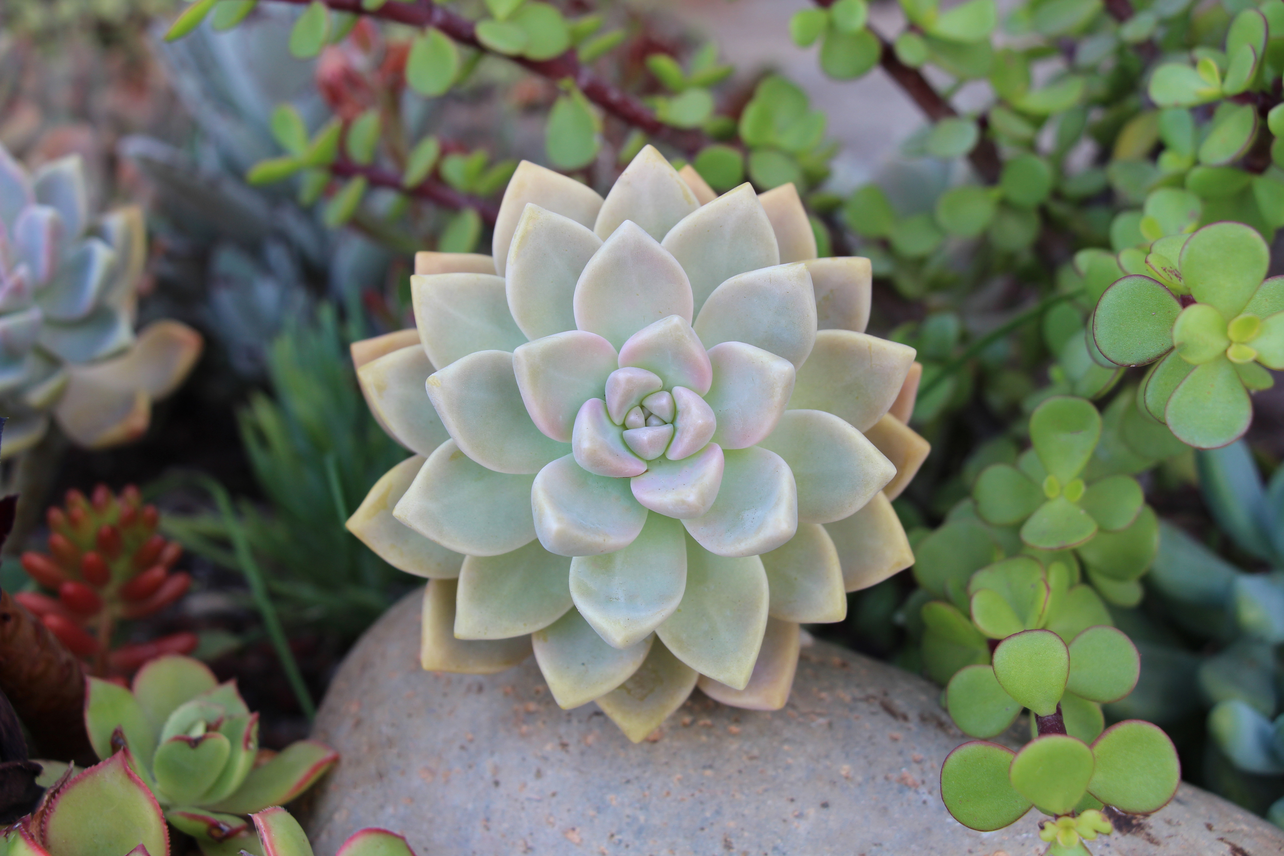 The muted colors of this Graptopetalum 'paraguayense' definitely take center stage!